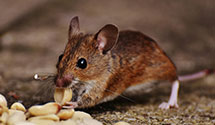 24 Hour & Emergency Exterminators in Richlandtown, PA